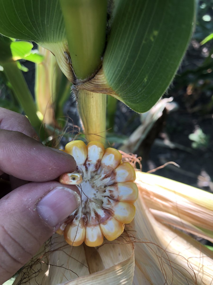 The start of  black layer