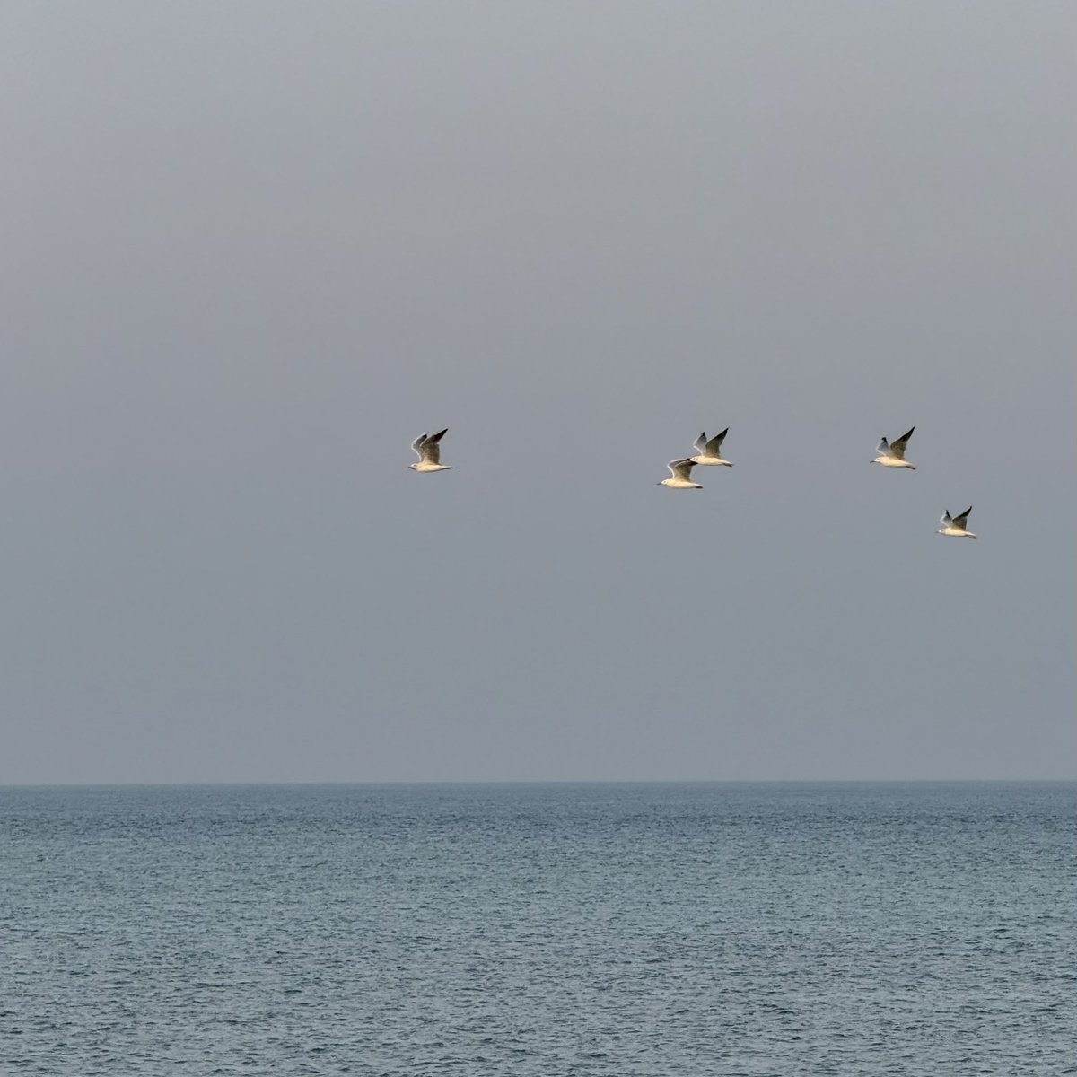 🕊️