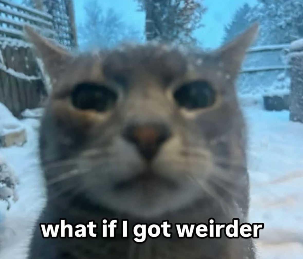 LiterallyMeCats (@literallymecats) on Twitter photo 