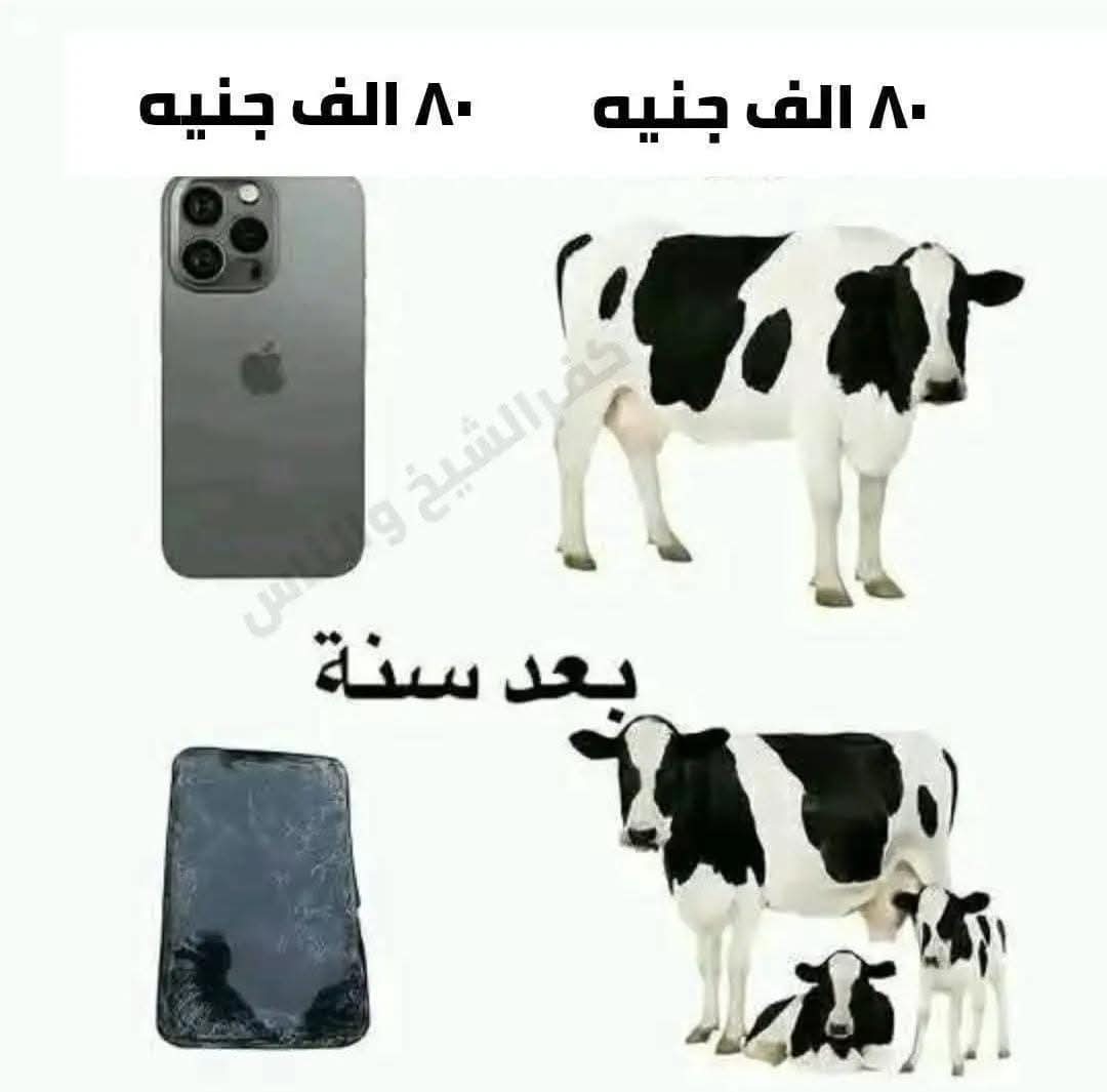 طب مايمكن البقرة هى اللى تموت يسطا