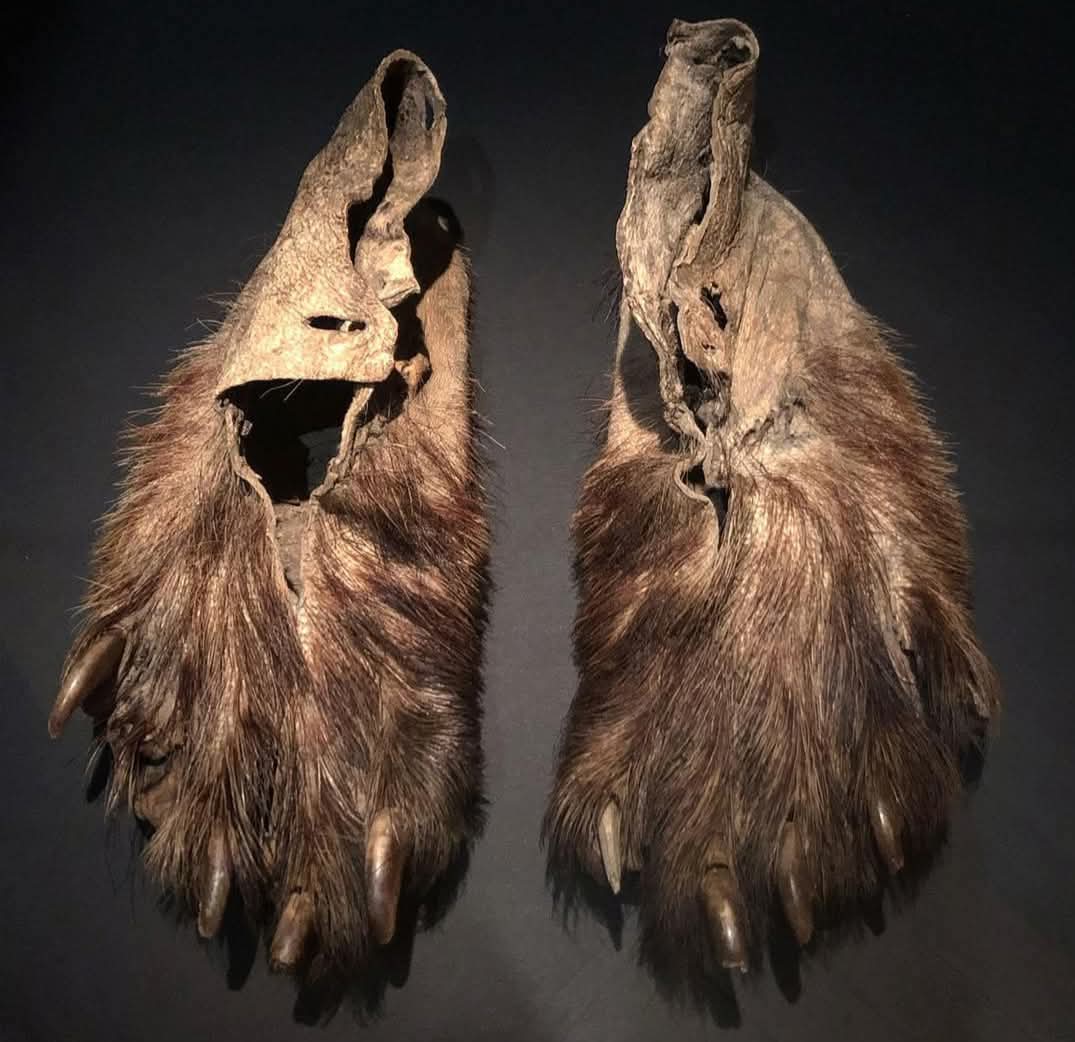 In 18th Century, Choctaw Native Americans were able to use these bear paw moccasins to skillfully deceive their enemies: the animal prints left on the ground concealed their movements. From the Mississippi Valley, now housed at the bibliothèque municipale de Versailles in France.