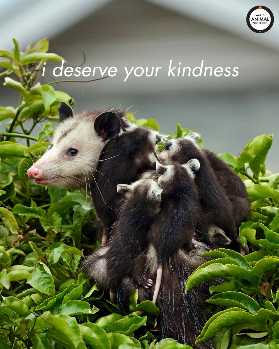 These sweet creatures are harmless to humans and can be beneficial to your yard.