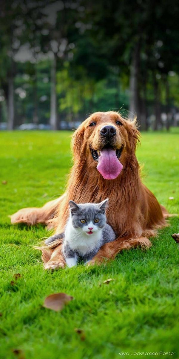 The cat looks like the boss, the dog like a loyal bodyguard! 😘🥰😍🫶