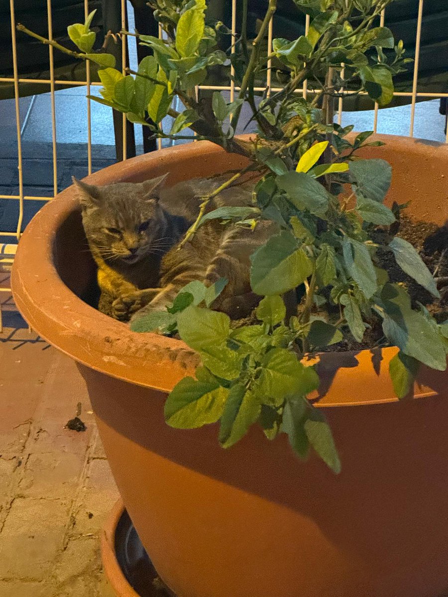 Este ya ha hecho su reserva en la terraza mejor terraza,y vosotros?