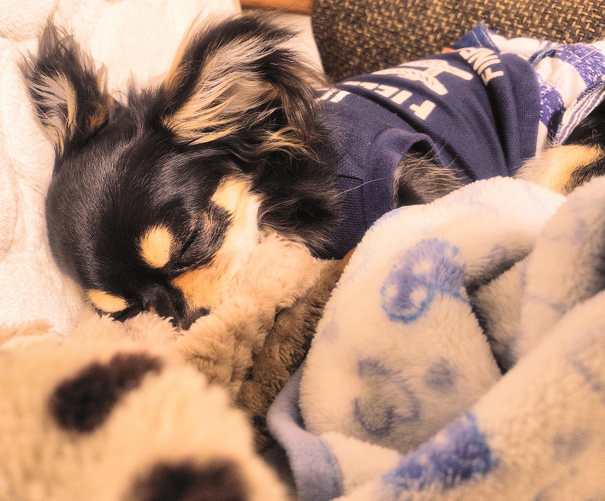 ใใใ๐ Ringo the Chihuahua (@ringo_lcc) on Twitter photo ใดใฝใดใฝใใฆใใชใผใจๆใฃใใใใใฉใณใฑใใใไธๅฟไธไนฑใซๅฏใ้ใใฆใใซใใซใใใ๐๏ธใไฝใฃใฆในใคในใค๐ค
ๆ่ฟใฎใๆฐใซๅ
ฅใๅฏๆนใฏใใ้ผปใใใฉใณใฑใใใ้้ใซๅใใใใใฆๅฏใใฎใๅฅฝใใฟใใใงใ๐ ใดใฝใดใฝใใฆใใชใผใจๆใฃใใใใใฉใณใฑใใใไธๅฟไธไนฑใซๅฏใ้ใใฆใใซใใซใใใ๐๏ธใไฝใฃใฆในใคในใค๐ค
ๆ่ฟใฎใๆฐใซๅ
ฅใๅฏๆนใฏใใ้ผปใใใฉใณใฑใใใ้้ใซๅใใใใใฆๅฏใใฎใๅฅฝใใฟใใใงใ๐