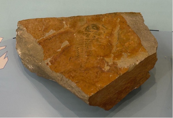 BeneskiMuseum's tweet image. Found in Braintree, #MA by Amherst alum Clarence White Fearing, this trilobite dates back to ~510 million years ago! #ShoutoutSaturday