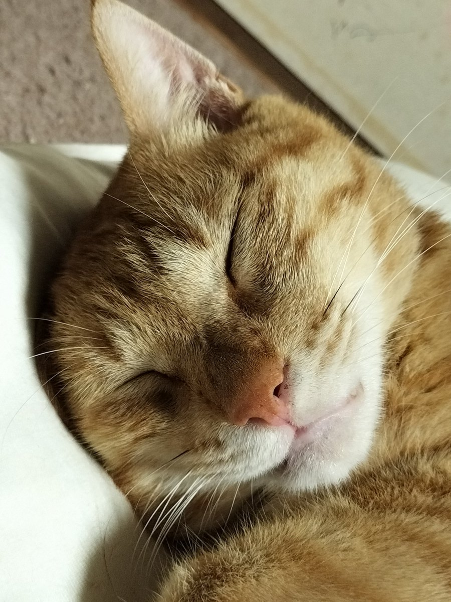 ハンニバルさとう tweet media