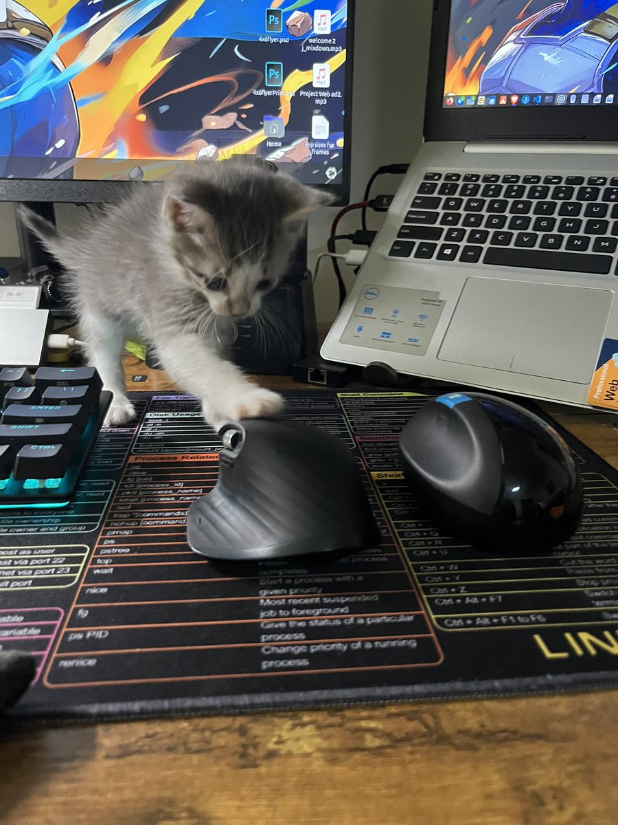 Cats really don’t like mice.  Her first day on the job. Coding partners #cats #code