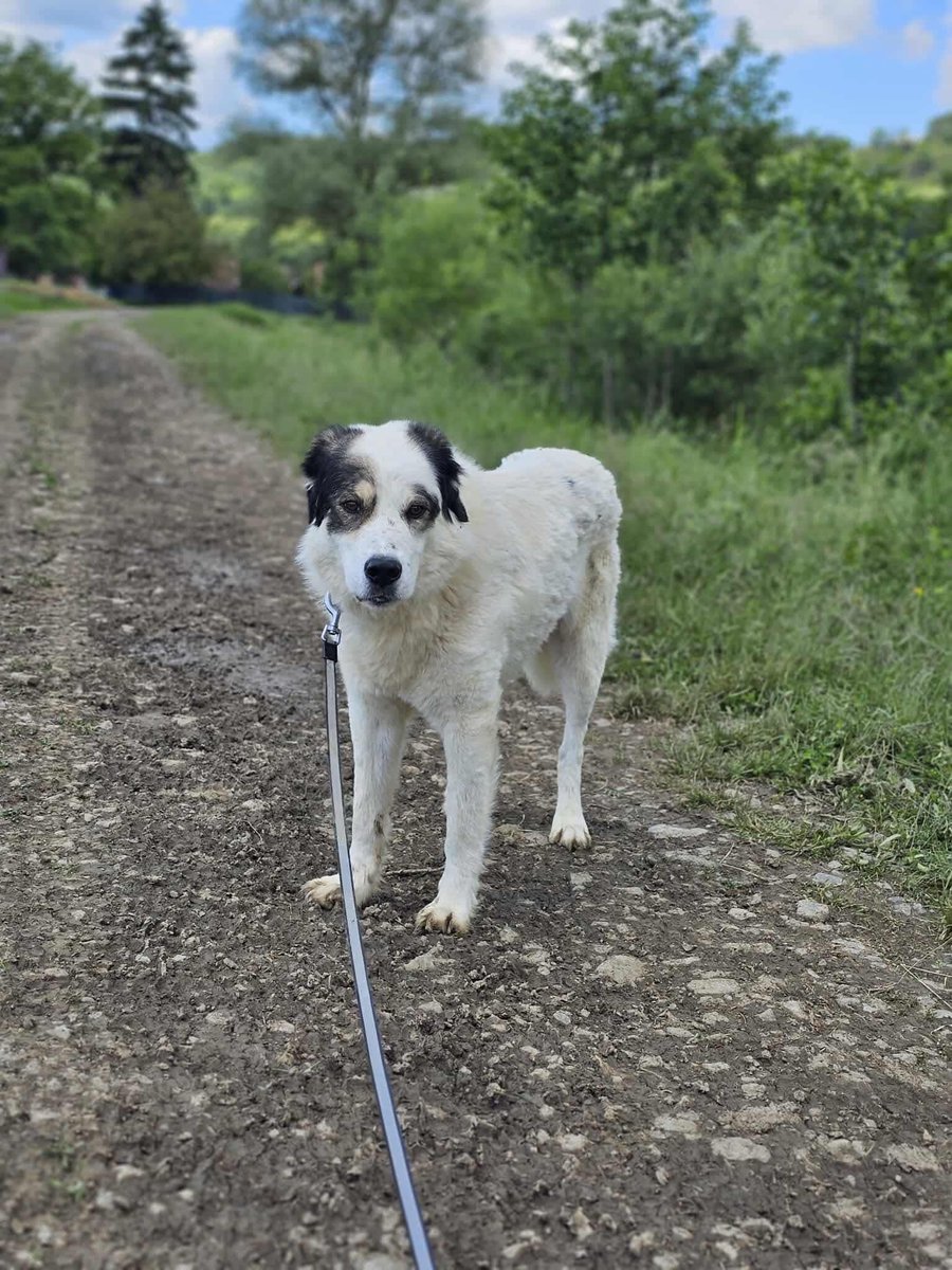 Chaz hasn't had a fair life 🥺

And yet, at 10 years old, he's nothing but kind, gentle, calm, steady, loyal and endlessly forgiving ❤️
All he wants is a warm home, a kind loving hand and a safety ❤️
He's wonderful with dogs, cats and kids!

Apply: pawprints2freedom.co.uk/apply