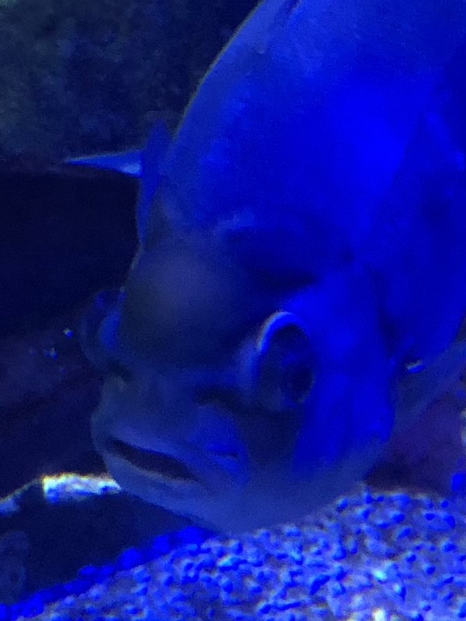 Trying to decide what my resting mood face is nowadays given the way the world is going, and this is it exactly!

Don’t know what kind of fish this is, so let’s say it’s called a Biggish One…