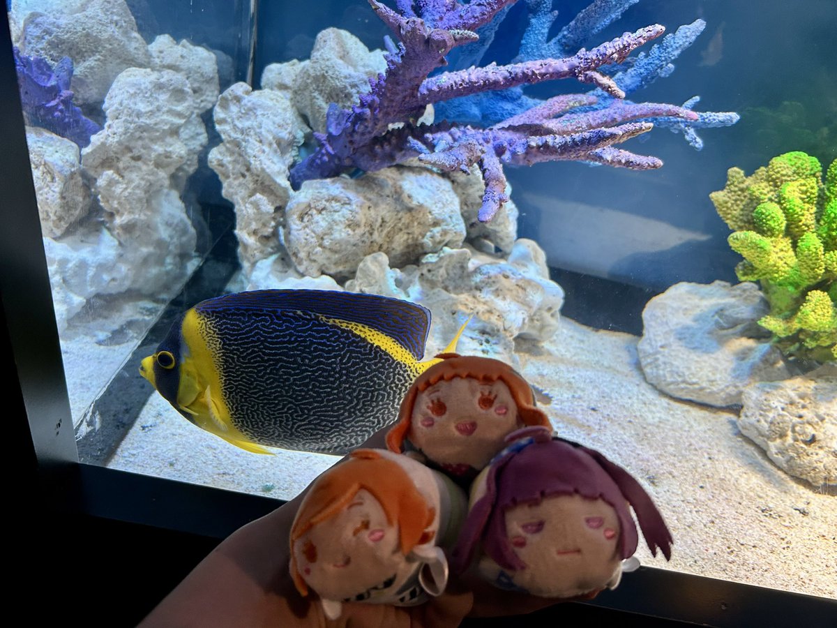 3人同時に持とうとすると手間取って不審者になりがち&amp;鷲掴みになりがち　いつもごめんね　お魚こんなに好きになったのもあなたたちのおかげです