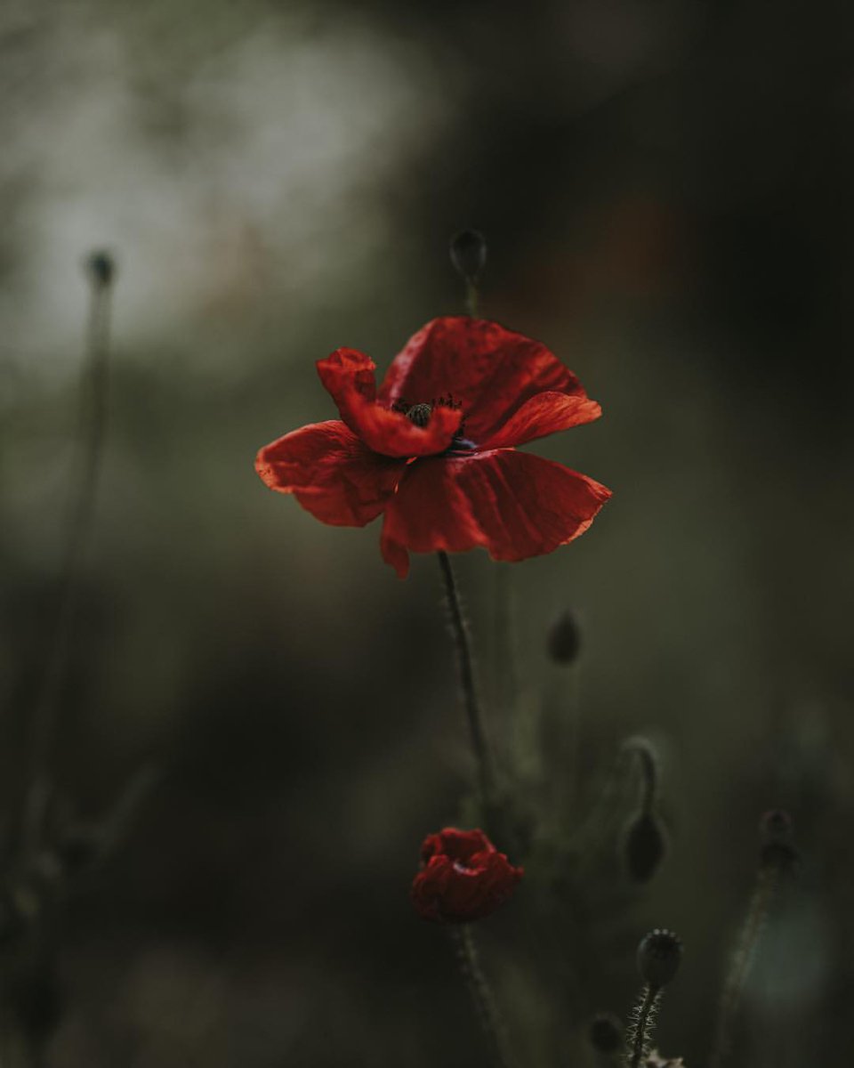 “I love you insanely, yet it is 
the sweetest sanity I have ever known.”

~ Oliver Sacks, 𝐿𝑒𝑡𝑡𝑒𝑟𝑠
·

© Annie Spratt