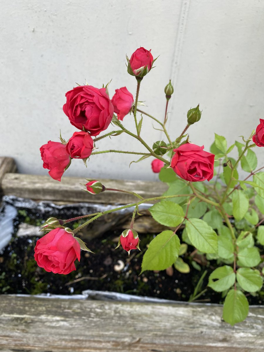 Sonia Zuccaro tweet media