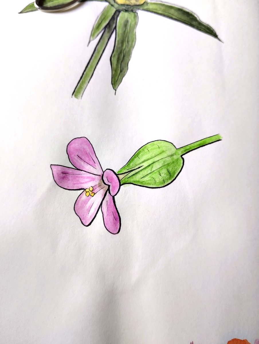 🖌️ Otras dos plantas para practicar.