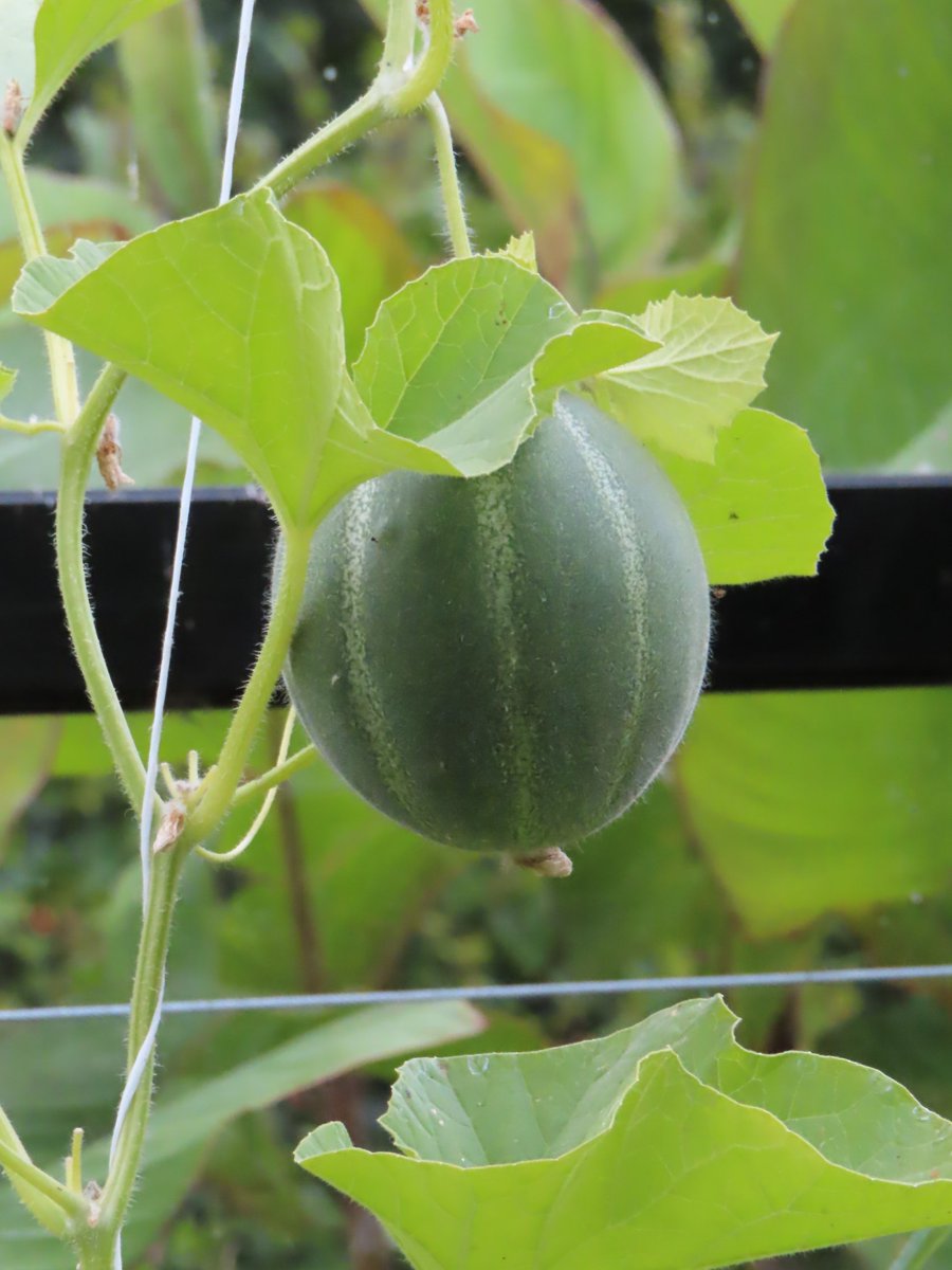 small melon  #smallmelon #wherescharliedimmock