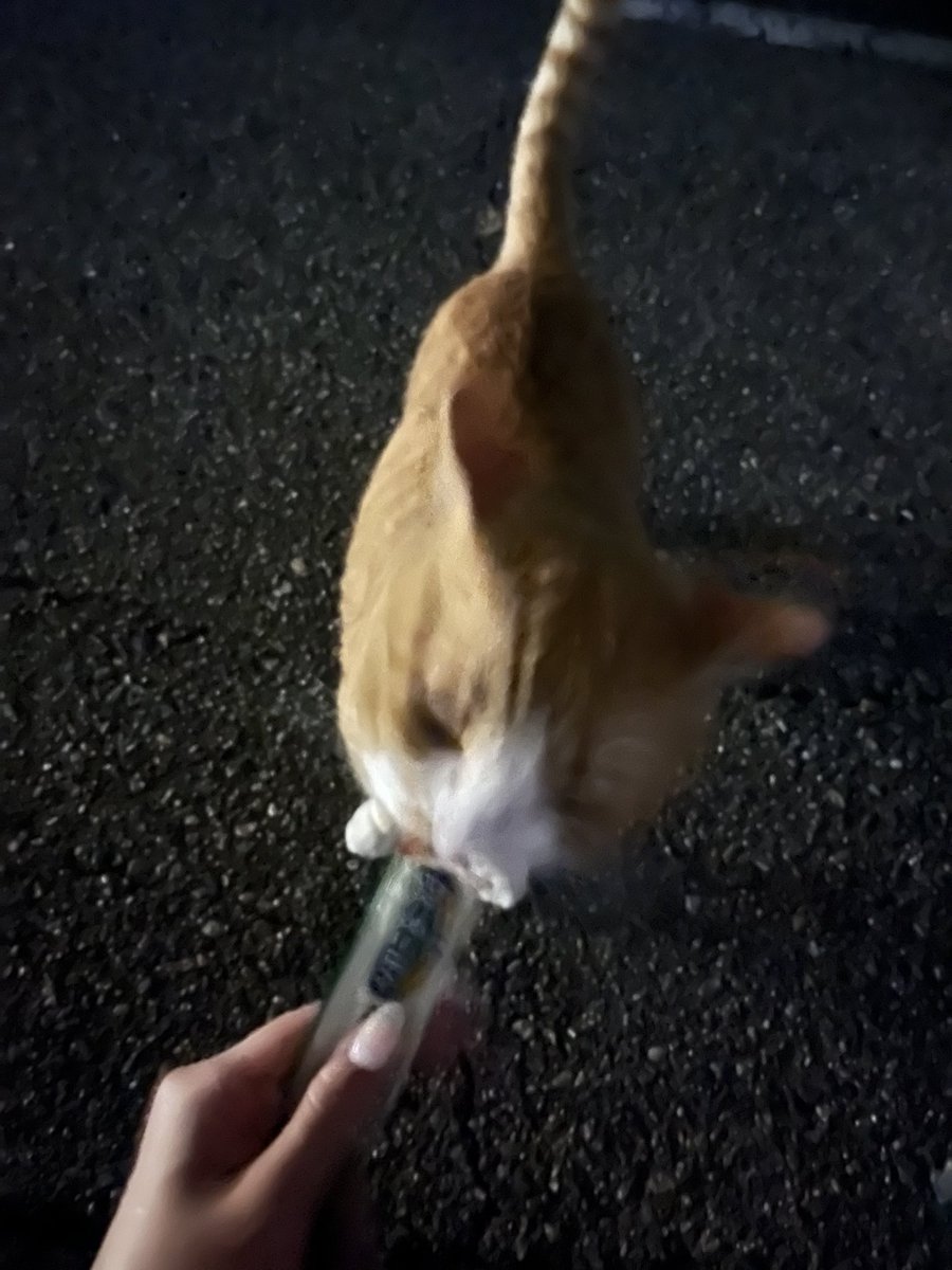 kiko_sugar_'s tweet photo. #金沢市  #迷い猫  #迷子猫 #石川県  #猫

石川県金沢市で猫ちゃん居なくなっちゃった方いませんか？
茶白の女の子で懐っこい良い子、呼び掛けにお返事して寄ってきます。

保護できていません が、付近に長く留まっているので、お探しの方には詳しい場所お伝えします。 https://t.co/MaZACyCrDX