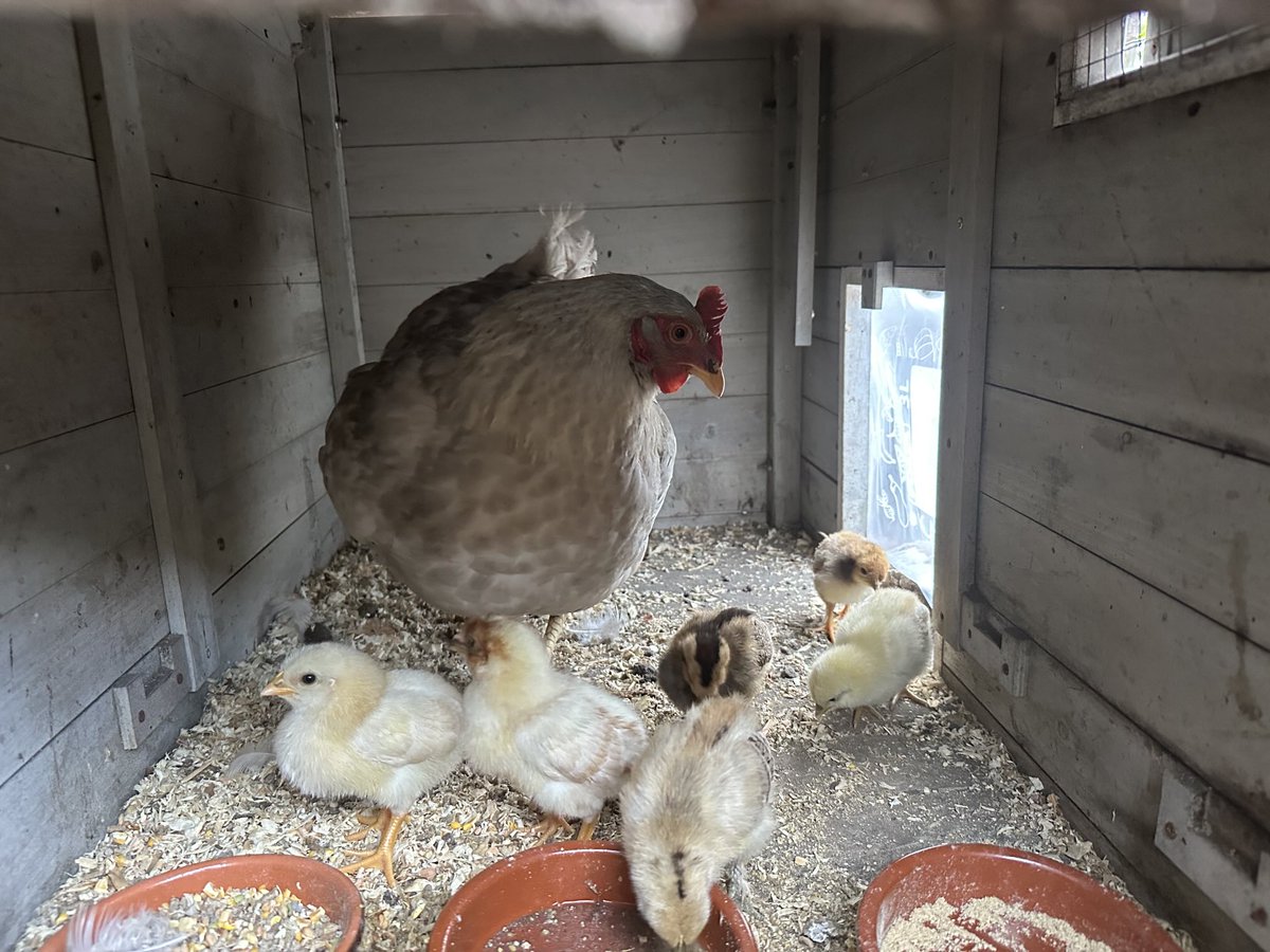 Jurgen Vluijmans tweet media