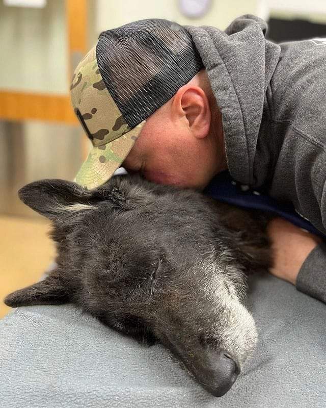 _XDogs's tweet image. Goodbye my angel, my friend Rio ❤️ Rest in peace my baby 😔 🐾Don't pass without giving him some love and prayers 😔