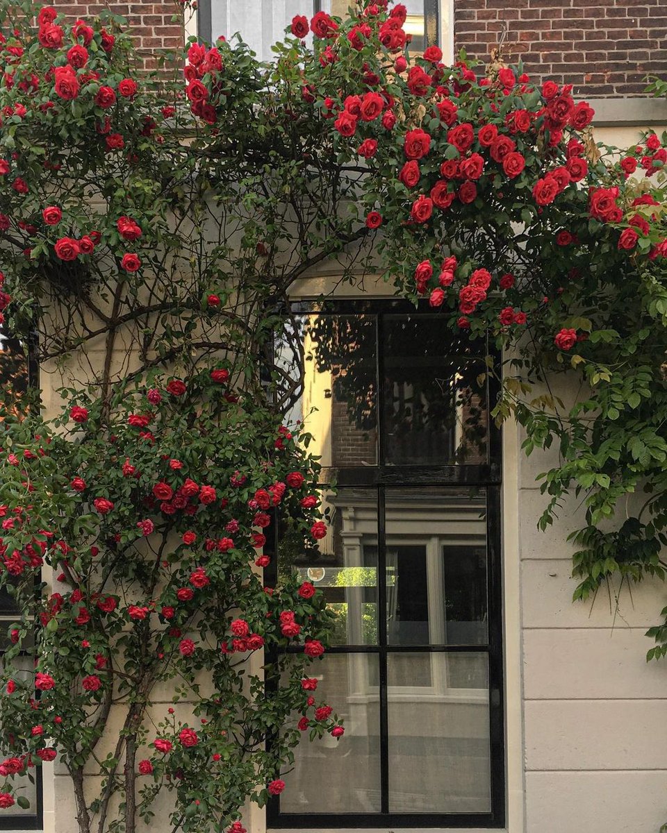 roses.