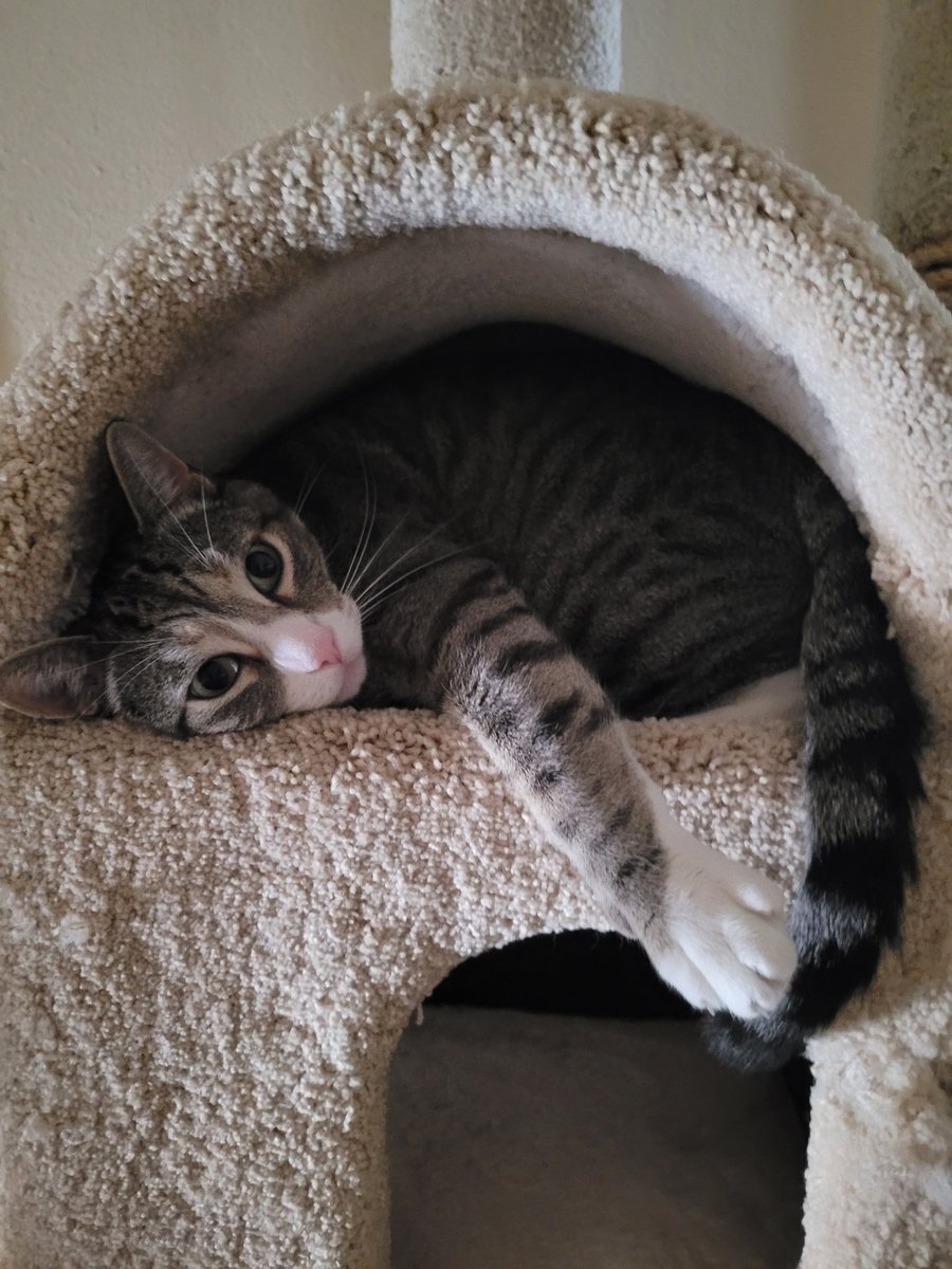 Look, I fit! Happy Caturday 😊