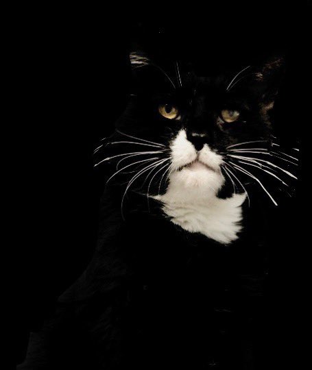 dutchchick's tweet photo. @ShouldHaveCat My cat wants to go on a date with her ❤️ https://t.co/n1LY3naPCk