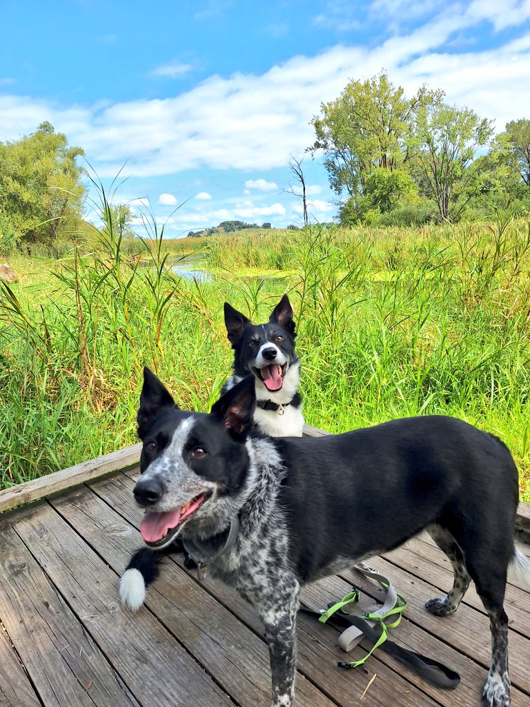 4 mile hike with the dogs this morning. What a beautiful late summer day. My favorite time of year kicks off this weekend. I'm going to enjoy every second of it until New Year's. Then the party's over.
