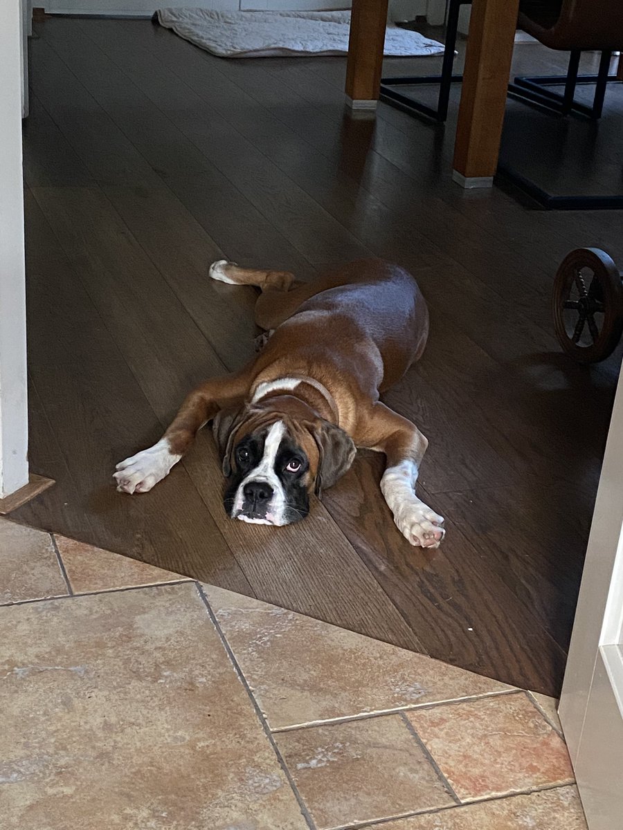 Eric Grotens (@ericgrotens) on Twitter photo Het heerlijk avondje is gekomen; baasje heeft een week voor me gezorgd, maar ik kan toch niet wachten tot het vrouwtje vanavond weer thuis is…. #gozer #boxer <a href="/MarisaGrotens/">Marisa Grotens</a> Het heerlijk avondje is gekomen; baasje heeft een week voor me gezorgd, maar ik kan toch niet wachten tot het vrouwtje vanavond weer thuis is…. #gozer #boxer <a href="/MarisaGrotens/">Marisa Grotens</a>
