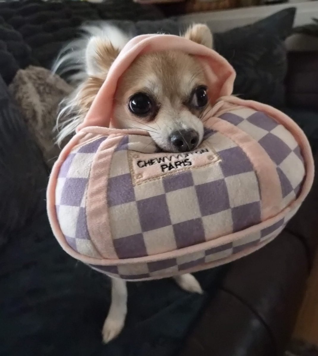 Tikki with her chewy vitton lol