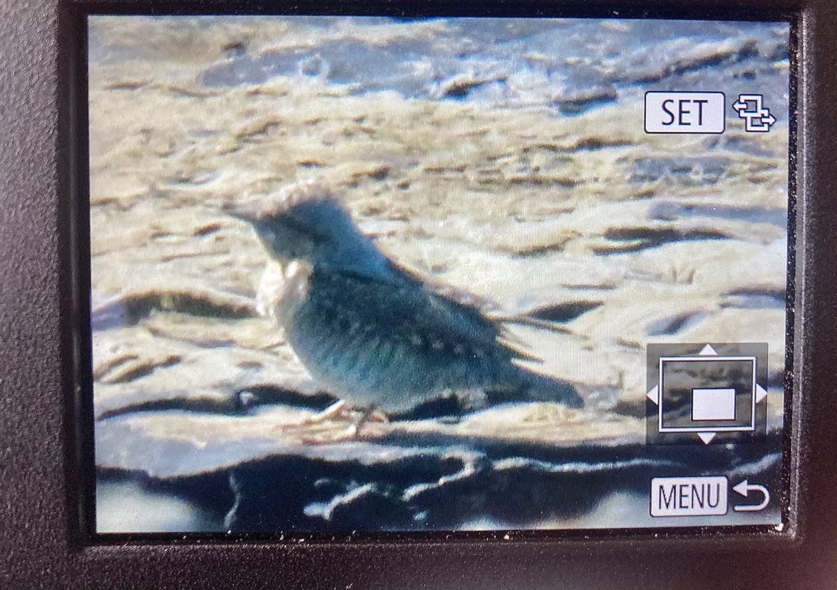 alpine_swift_'s tweet image. Another great day on @NRonBirdObs. 

Wryneck, Rosefinch, Barred Warbler, Pied Flys, Whinchats, Curlew Sands, Spotshank, Little Stint and Reed Warbler being the main highlights. 

Fingers crossed for a great next few days.