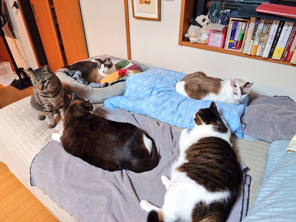 ……執事、寝ようと思うんですけど何なんです？　どいてほしくばおやつ強奪団なんです……？
#N機関 #ちびすけ