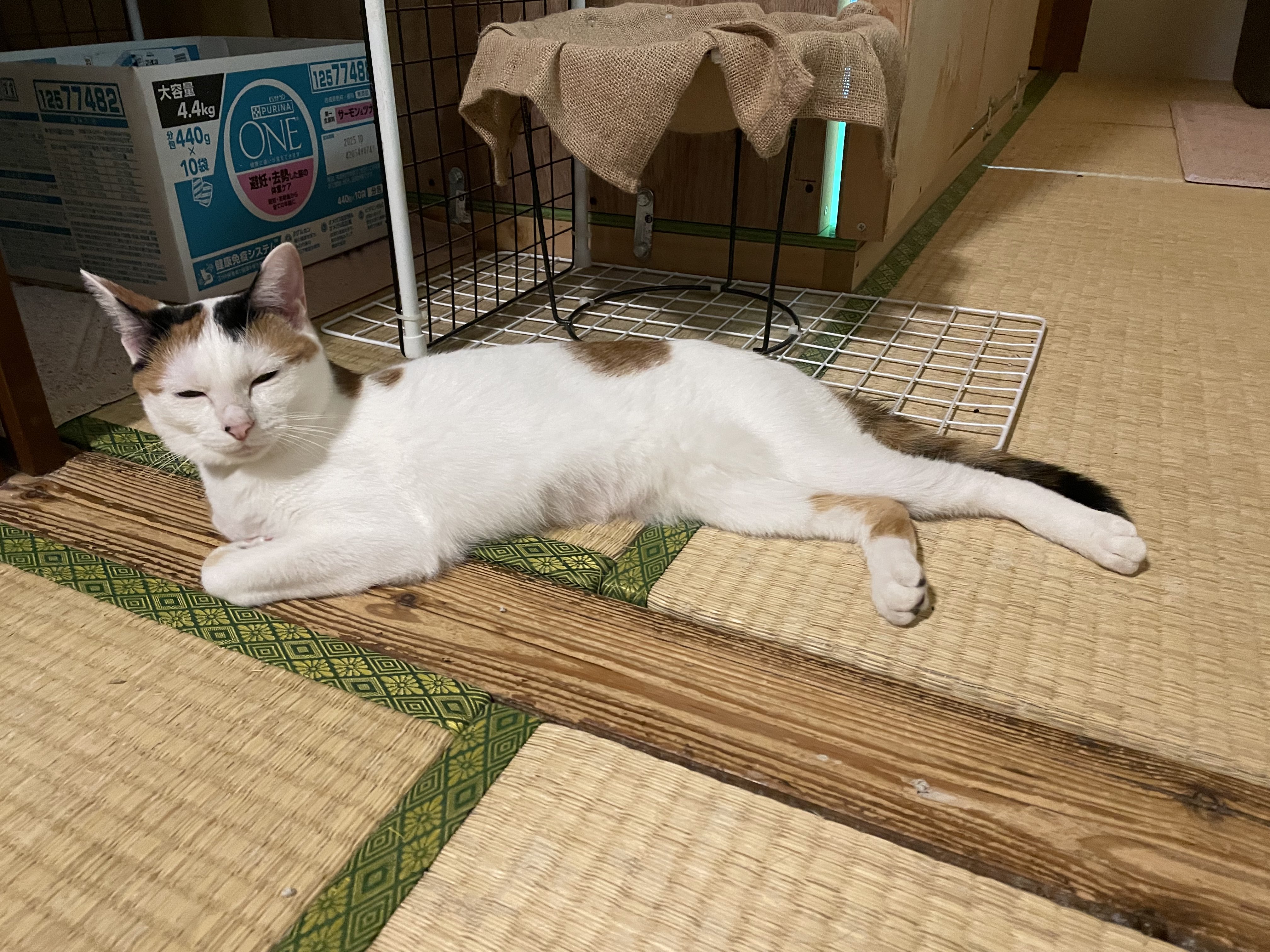 にゃんちくだいすきくらぶ on X: 