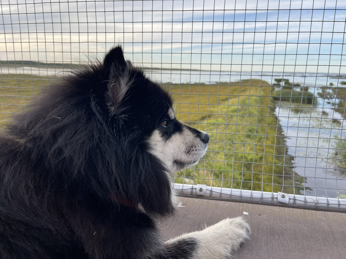 Helmiorvokin kanssa retkellä Liminganlahdella. Valtavasti hanhia, kurkia ja sorsia. Aivan parasta aikaa vierailla! 
#liminganlahti