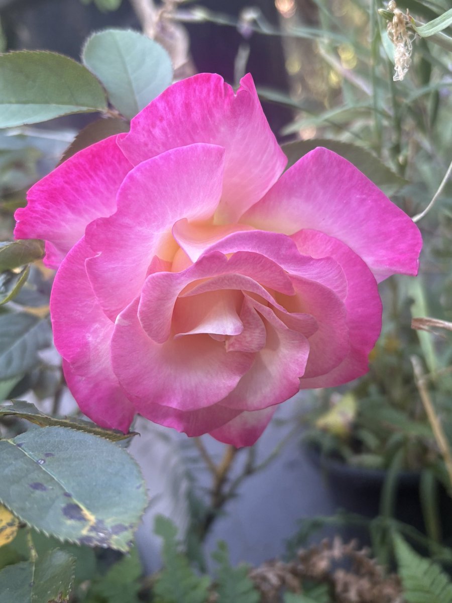 Today’s favourite rose - You’re my everything- #roseoftheyear 2025 - beautifully shaped flower and a lovely light scent #roses #myroses #mygarden #gardeningtwitter #gardeningx