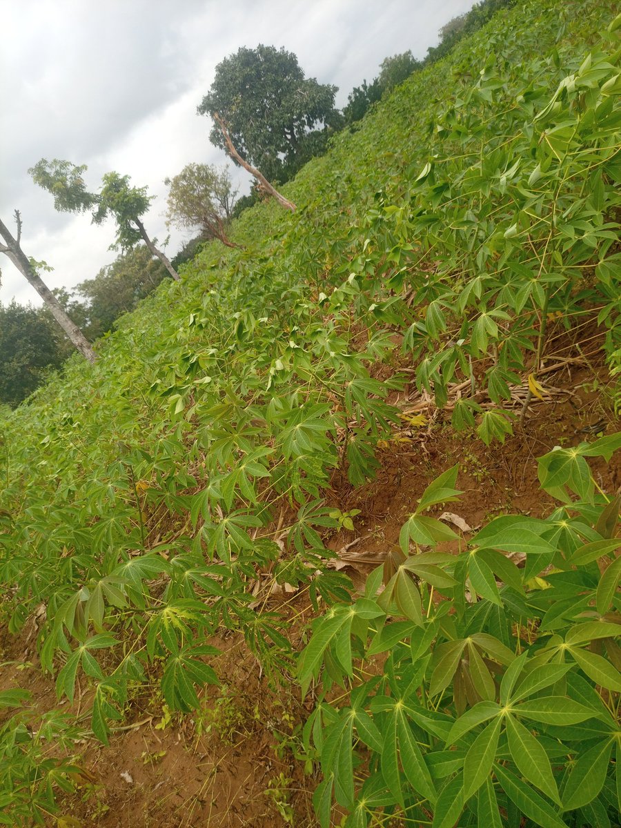 From tilling the fertile land of the Benue valley...
At sun raising to it's setting ☀️🌅
The journey so far 🙏🙏