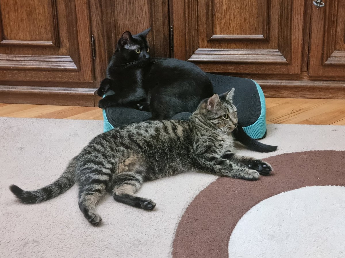 Красавцы мои 😍