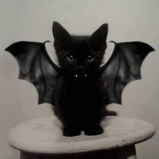 cats.jpg (@catsdotjpg) on Twitter photo 