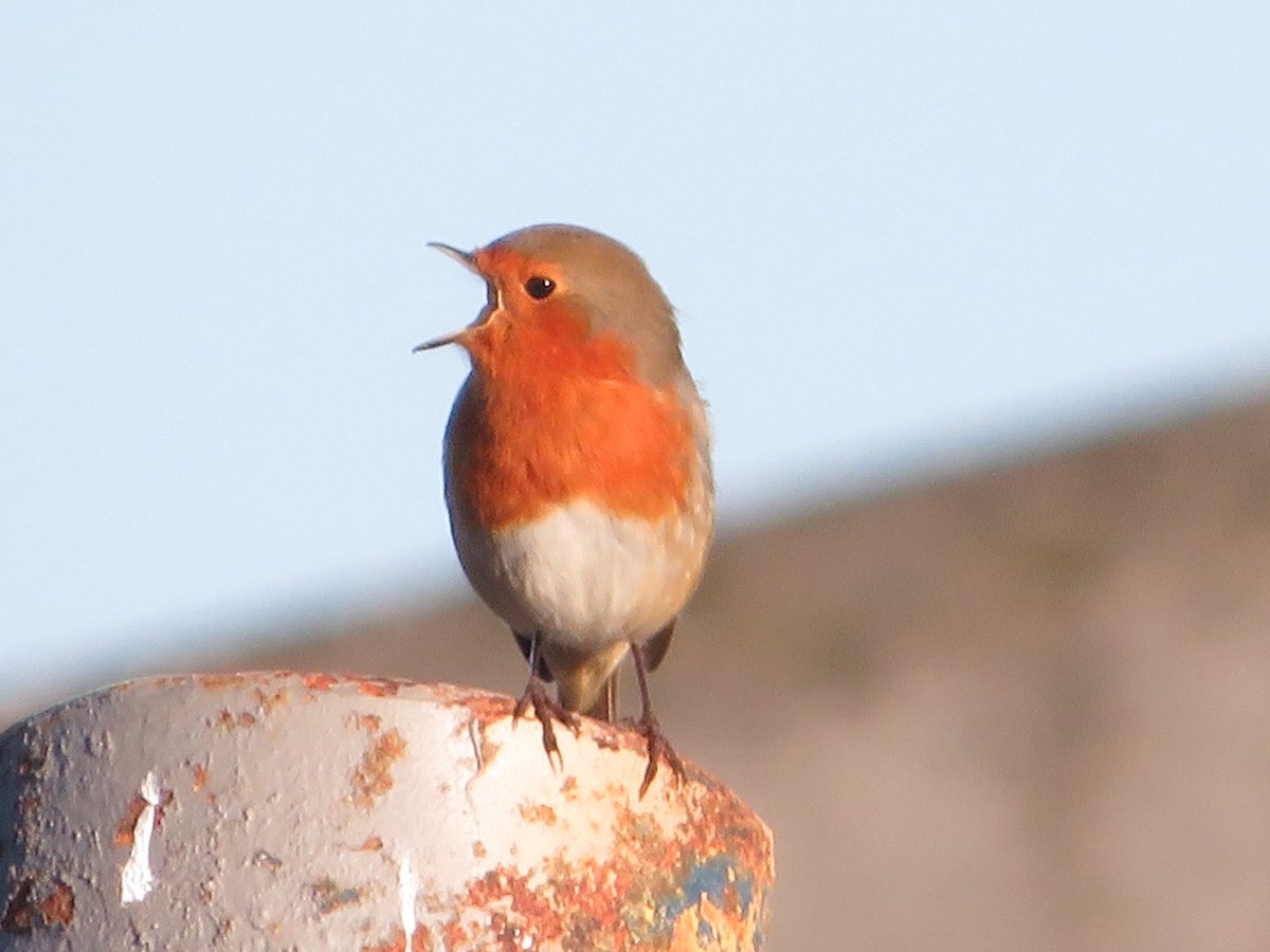 Frampton pools 2 Hobby 5 Swift 50+Sand Martin 20+Swallow 20+ House Martin 1 Wigeon 6 Teal 29 Gadwall 18 Tufted Duck 45 Robin 1 Willow Warbler 59 Chiffchaff 19 Blackcap 14 Goldcrest 4 Treecreeper 5 Coal Tit 1 Green Sandpiper 1 Common Sandpiper #GlosBirds