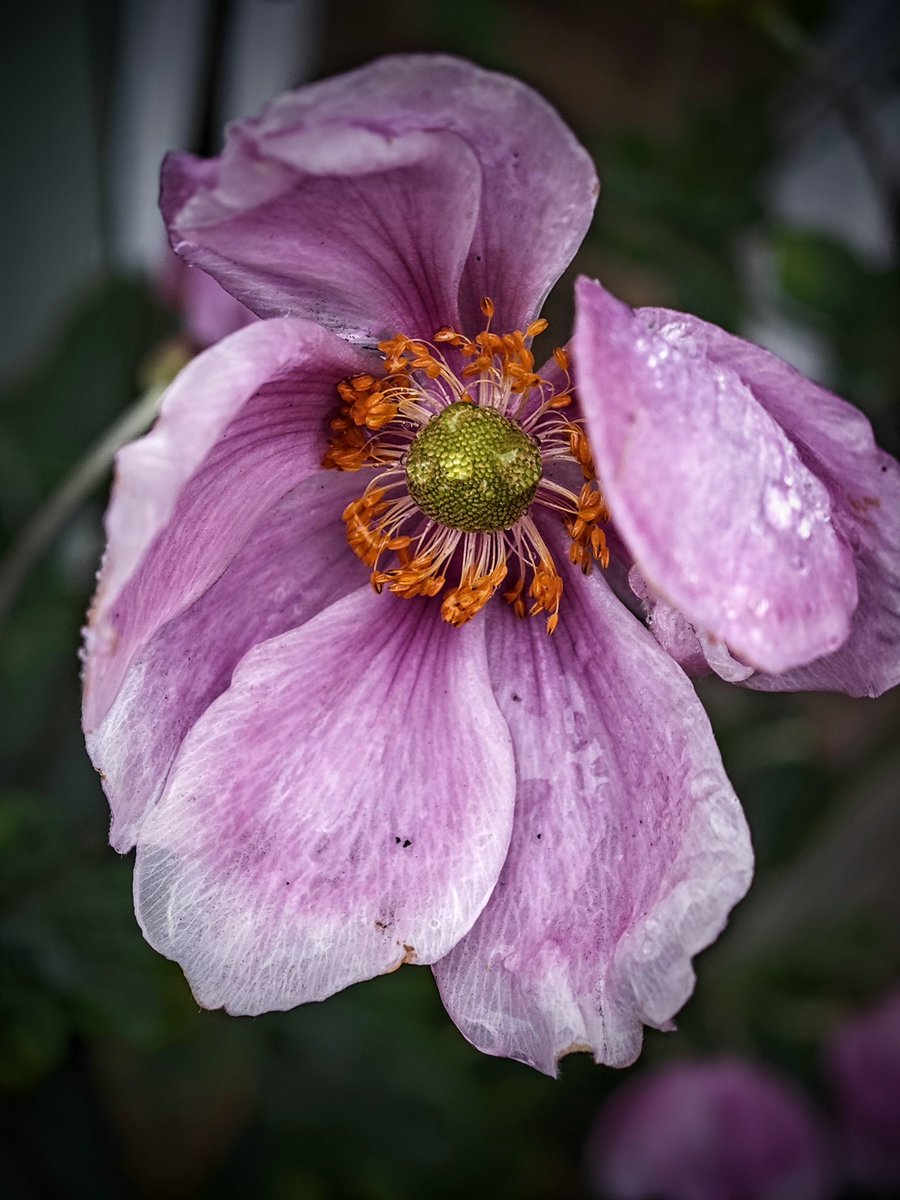 #Saturday 
Macro in the rain just now...😊🙋‍♂️
📸