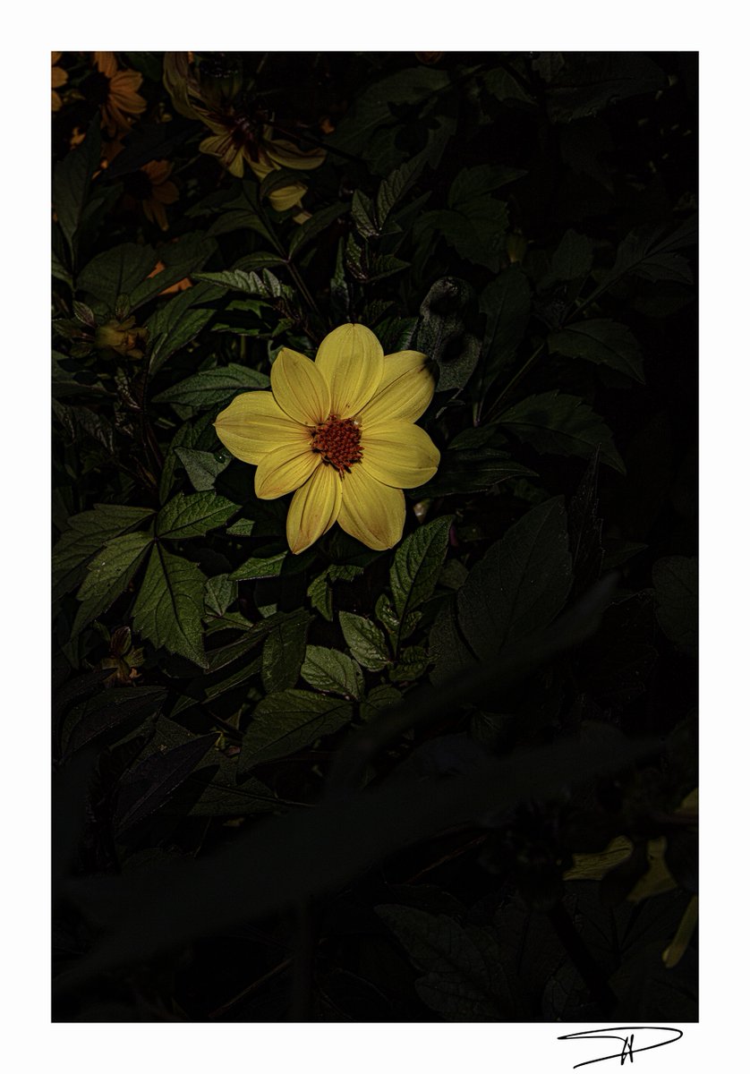 C'est un jardin extraordinaire ! 
 "Jaune..."     
#jardindesmartels #tarn #occitanie       
23 août 2025