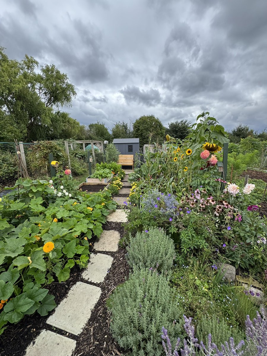 tjd19's tweet image. been down the plot today starting to put some of the beds &apos;to bed&apos; for winter...I never tire of seeing a busy bee enjoying a Myrtle&apos;s Folly 🐝🌸 and vibrant Swiss Chard you&apos;d swear we&apos;d coloured in with a highlighter pen 🫢 #plot24