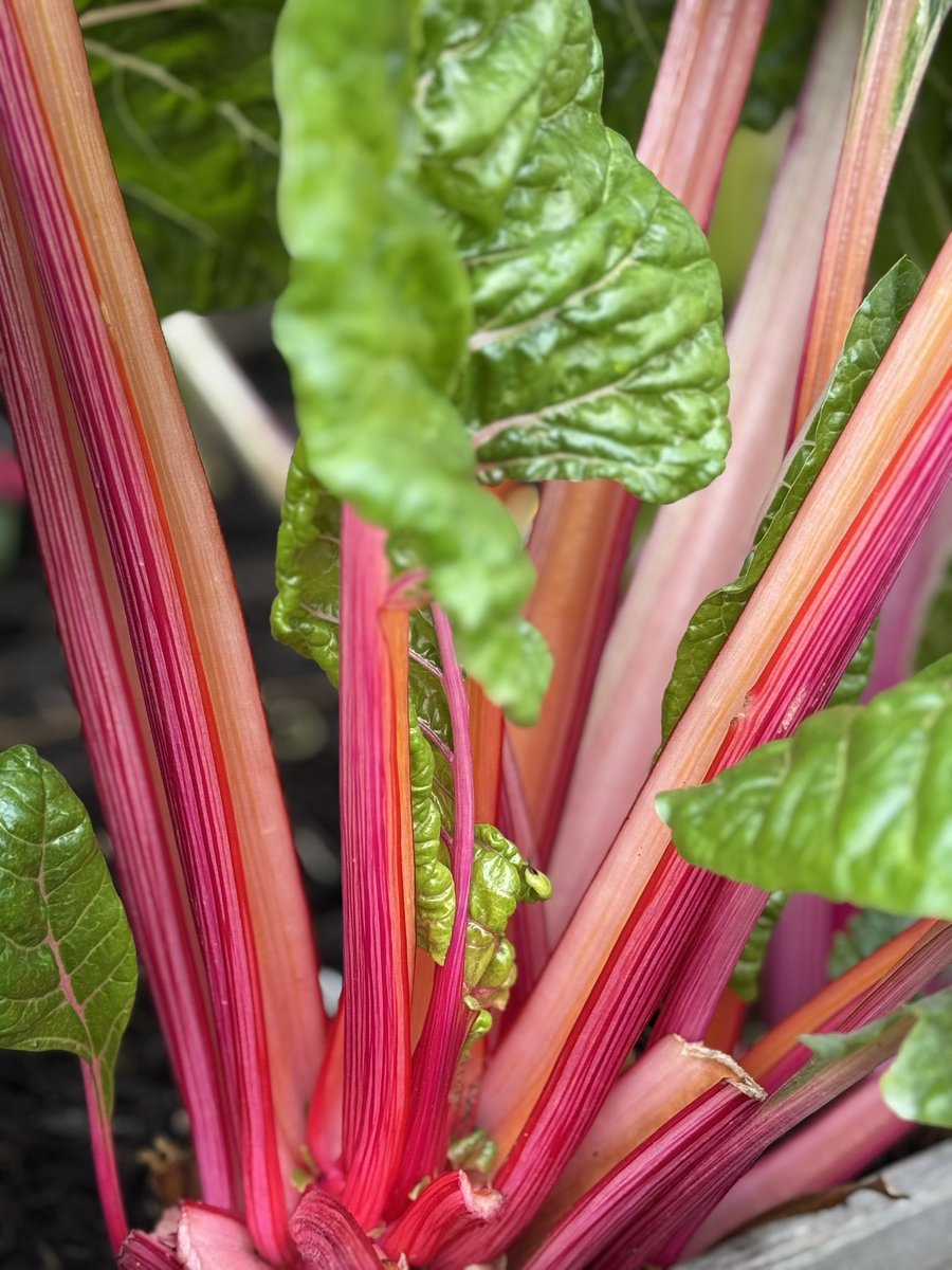 tjd19's tweet image. been down the plot today starting to put some of the beds &apos;to bed&apos; for winter...I never tire of seeing a busy bee enjoying a Myrtle&apos;s Folly 🐝🌸 and vibrant Swiss Chard you&apos;d swear we&apos;d coloured in with a highlighter pen 🫢 #plot24