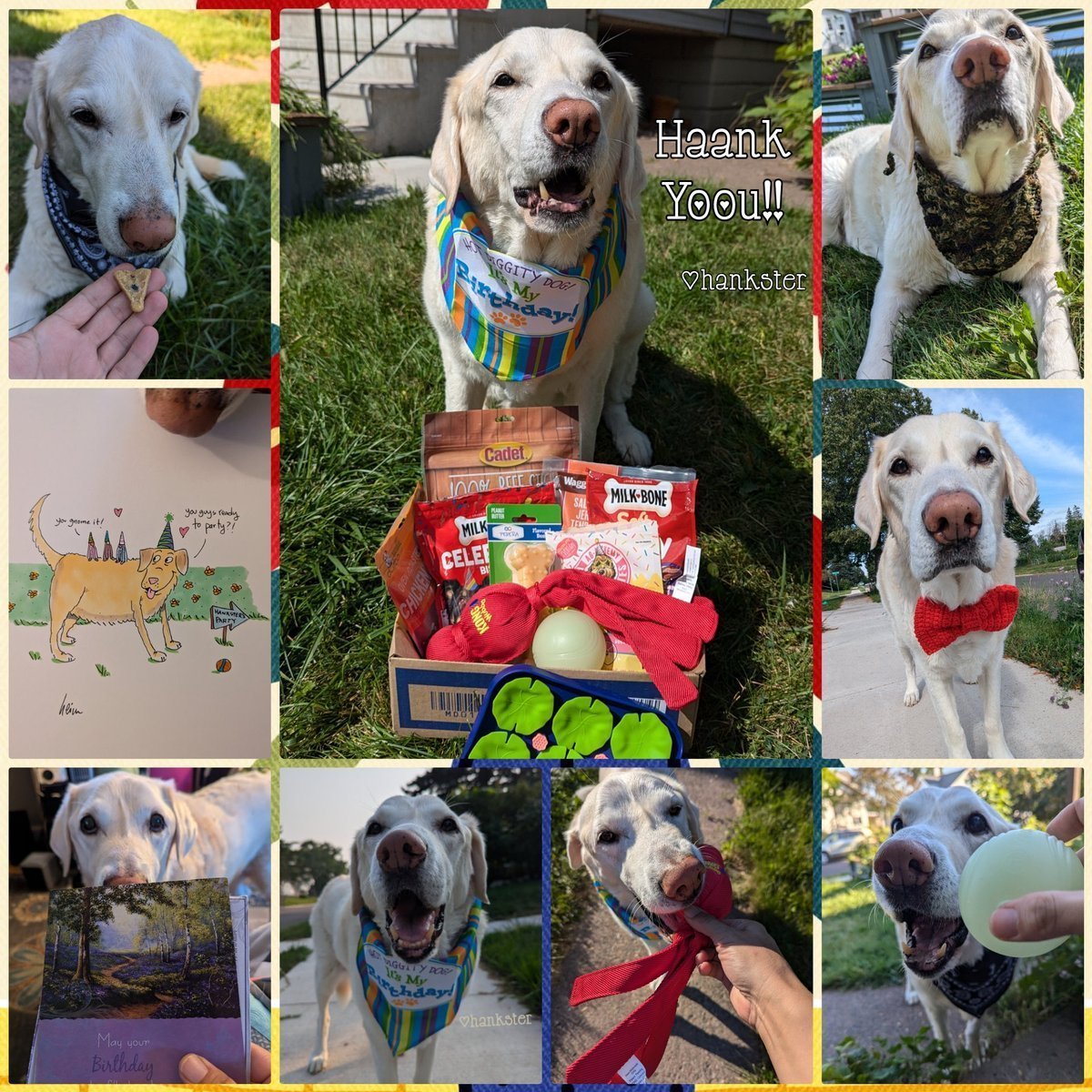 Thank you so much for all my fun n delicious BirFdaY gifts sweet pals!! 🥹🎁🖼️🦴🐽🎈 I been playing with my kong wubba 🤭🔴 charging up my glow-in-da-dark ball for tonight n BoOping my art in my new bandanas 🟢🌙🧣🐽🖼️ You all make my BirFdaY n every day as special as you! 🤗🐽💙