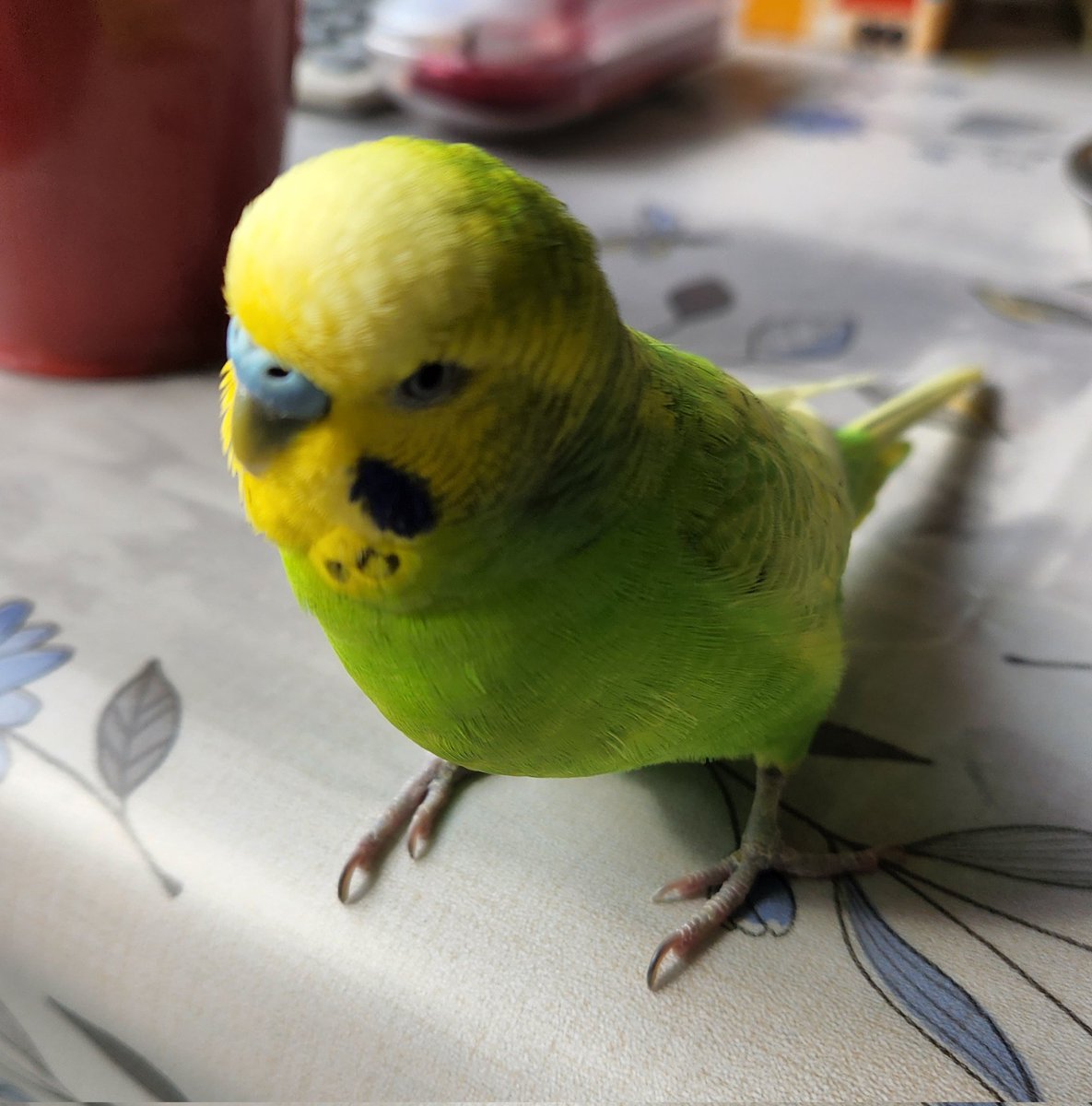 インコすずめ mqdefault.jpg