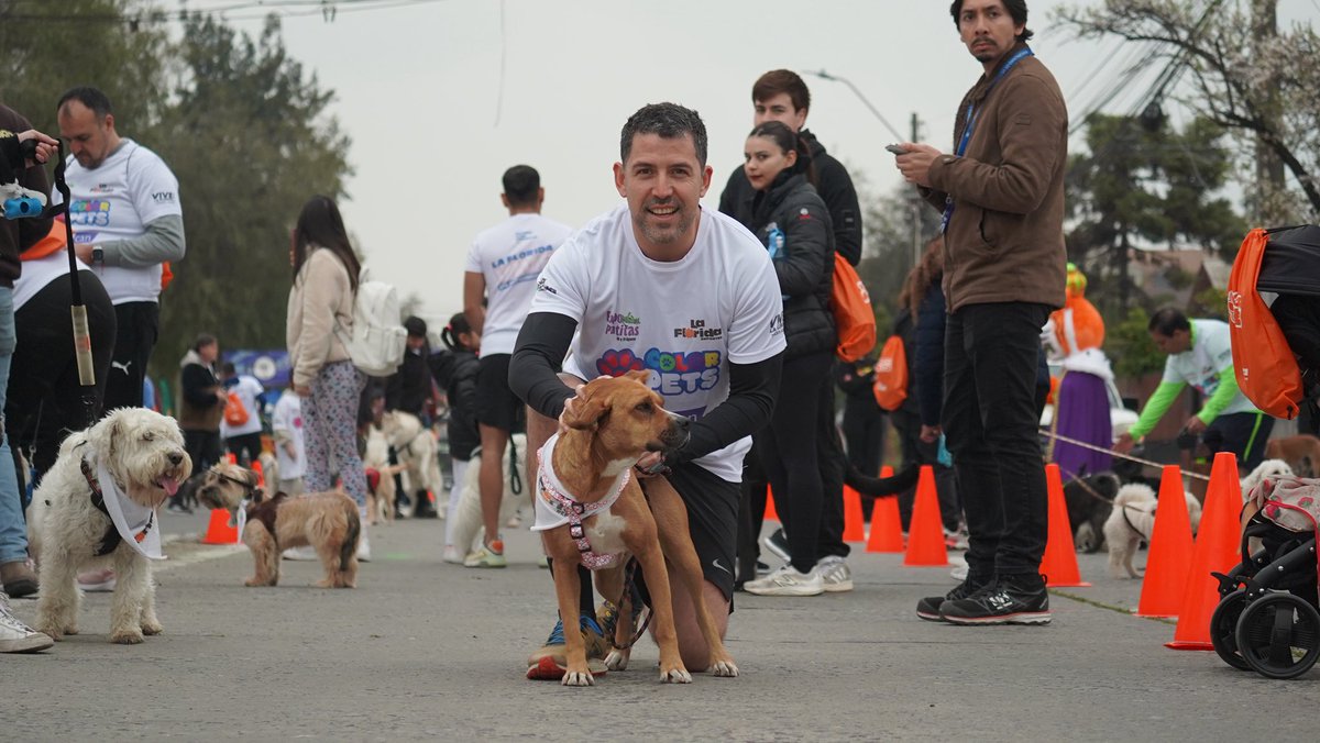 danielreyesmor's tweet photo. La Canela lleva más de un año conmigo y hoy tuvimos nuestra primera corrida, donde nos fue súper bien 🐶
Felicitaciones Cristóbal Muñoz y a todo el equipo de la Corporación de Deportes por tremenda organización de la #ColorPets y gracias a los más de 500 vecinos y vecinas que participaron en esta colorida y entretenida actividad.
Este tipo de actividades son las que me hacen seguir creyendo que somos la mejor comuna de Chile 🍀
Y recuerden siempre, #AdoptaNoCompres 💛