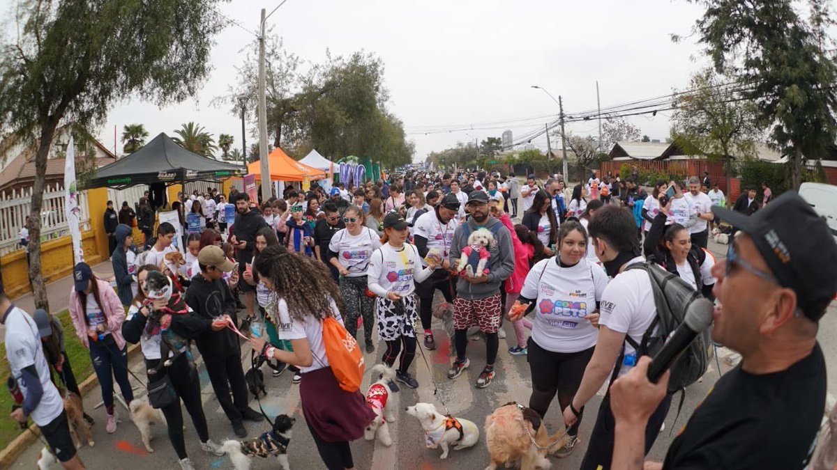 danielreyesmor's tweet photo. La Canela lleva más de un año conmigo y hoy tuvimos nuestra primera corrida, donde nos fue súper bien 🐶
Felicitaciones Cristóbal Muñoz y a todo el equipo de la Corporación de Deportes por tremenda organización de la #ColorPets y gracias a los más de 500 vecinos y vecinas que participaron en esta colorida y entretenida actividad.
Este tipo de actividades son las que me hacen seguir creyendo que somos la mejor comuna de Chile 🍀
Y recuerden siempre, #AdoptaNoCompres 💛