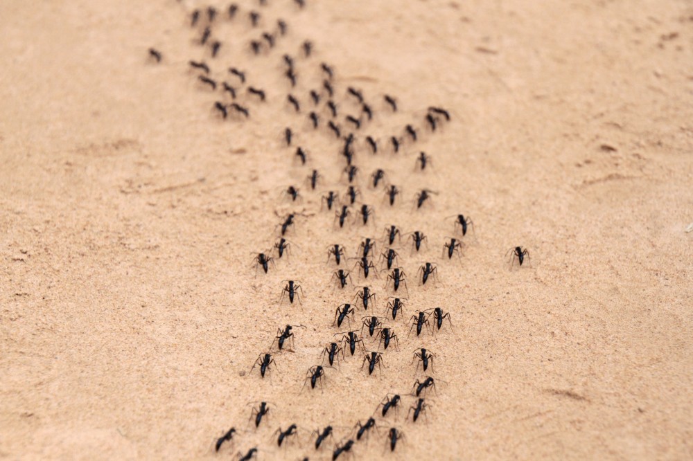 tasselline's tweet image. When ants in Johor Bahru stop being “tiny visitors” and start being a real problem 🐜🚫… Tasselline shares the key warning signs JB residents should watch out for.
👉 tasselline.com/warning-signs-…
#JohorBahru #AntControl #PestControlJB #MalaysiaHomes #JBCommunity