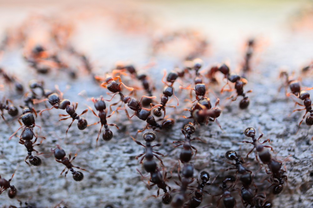 tasselline's tweet image. When ants in Johor Bahru stop being “tiny visitors” and start being a real problem 🐜🚫… Tasselline shares the key warning signs JB residents should watch out for.
👉 tasselline.com/warning-signs-…
#JohorBahru #AntControl #PestControlJB #MalaysiaHomes #JBCommunity