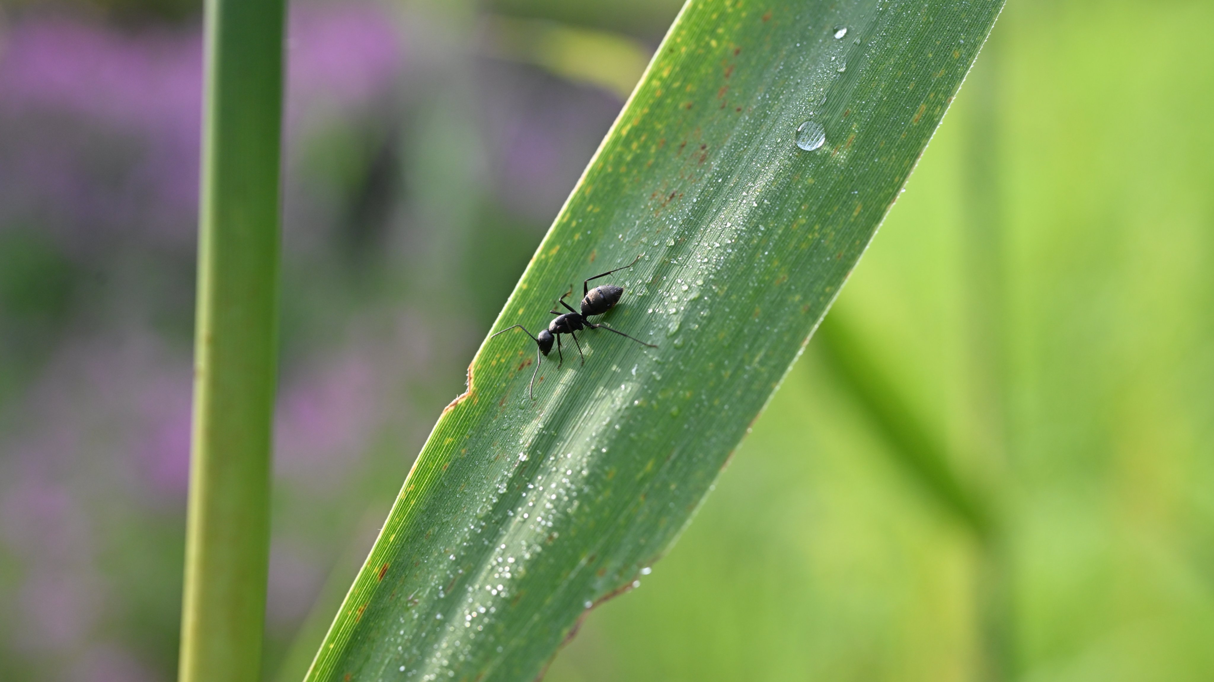 いたずら教室 野球の虫 いたずら教室 野球の虫 いたずら教室 野球の虫