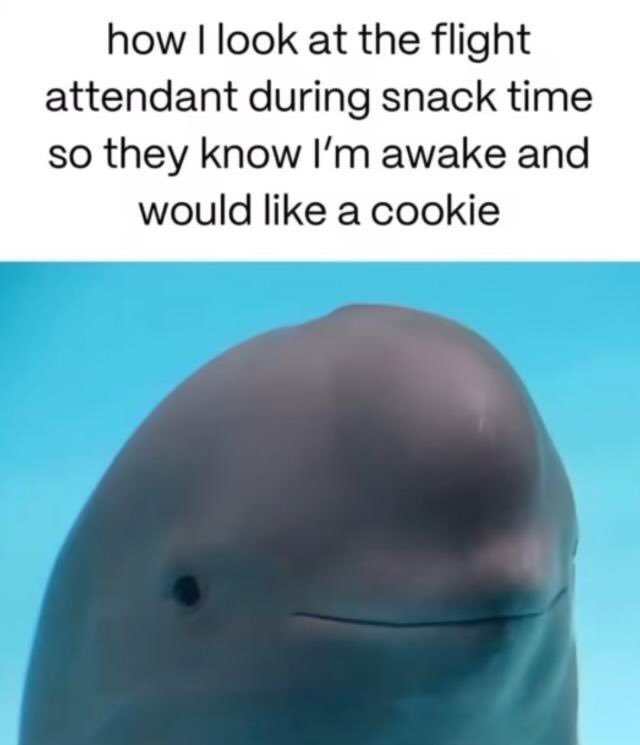 𓅰 𓅬 𓅭 𓅮 𓅯 tweet media