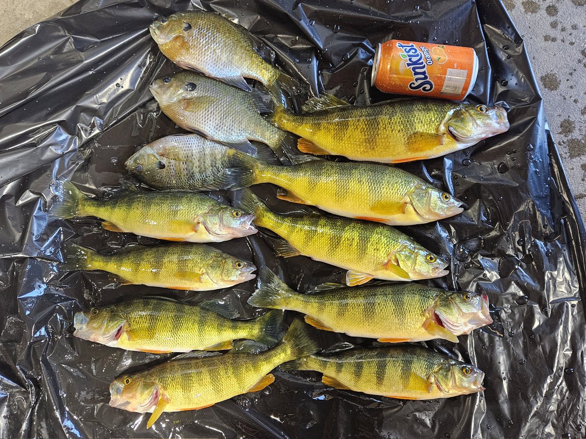 Whopper Perch #FISHING